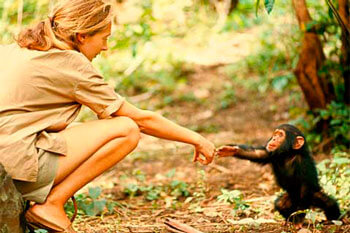Jane Goodall Baby Chimp